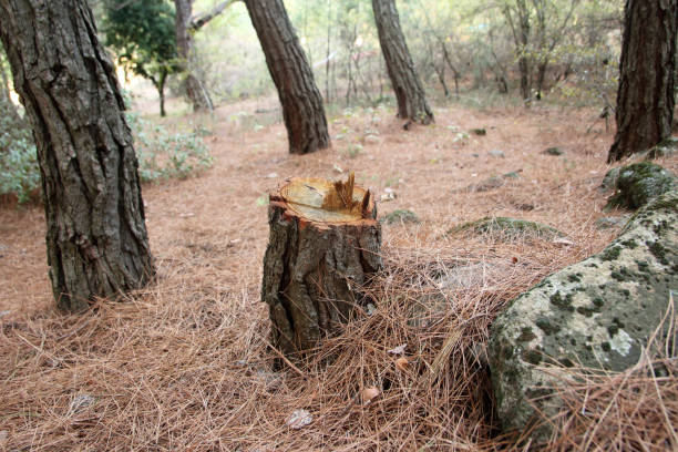 Best Tree and Shrub Care  in Shenandoah, PA